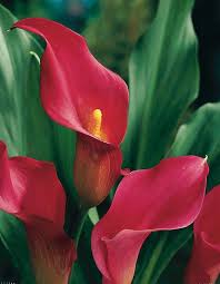 A flower that grows near water sources. All About Calla Lilies