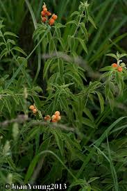 Image result for Hoslundia