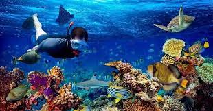 15 Spectacular Spots To Try Snorkeling In Sri Lanka In 2022 Wildlife Vacations Best Snorkeling Snorkeling