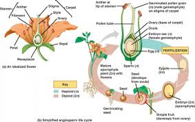 16 Unexpected Ways Diagram Of Flowering Plant Reproduction Can Make Your Life Better Diagram Of Flowering Biology Plants Horticulture Education Plant Science