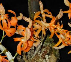 Image result for Cyrtorchis arcuata