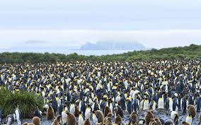 12 584 просмотра 12 тыс. Why Include South Georgia With Antarctica Adventuresmith Explorations