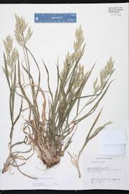 Image result for Bromus catharticus