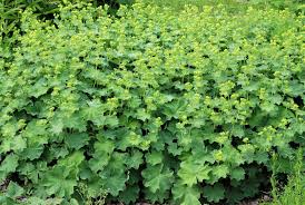 Image result for Alchemilla kiwuensis