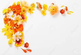 Image result for flowers against white background
