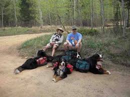 Pin On Camping With Dogs