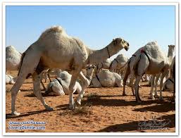 صور مسميات ومصطلحات الإبل عند أهلها لفلي سمايل