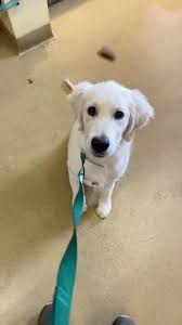 Pet vet on patton is great but have also used sweeten creek animal and bird hospital for nearly 20 years now, highly recommend them. The Pet Vet On Patton Startseite Facebook