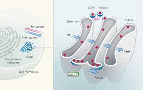 Golgi apparatus consist of flattened membranous sac called cisternae. Polarized Transport In The Golgi Apparatus Nature