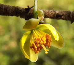 Image result for Ochna ovata