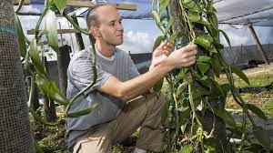 To do this, mince the vanilla beans into fine pieces. Fresh Vanilla From Florida A Step Closer To Reality Growing Produce