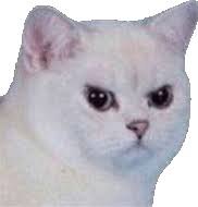 White Cat Meme Gifs Tenor