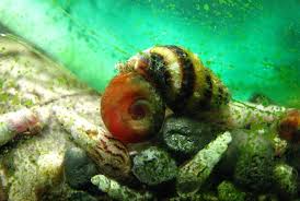 A new experiment has shown that snails can travel at a fairly speedy one metre per hour! Caresheet Assassin Snail Clea Helena Aquariadise