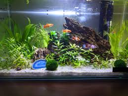 The male betta does not go well with another male. My Betta Tank I Ve Had For 8 Months Kirin My Koi Betta Loves Her Little Community Tank Imgur