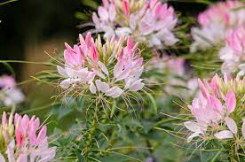 Cleome Hassleriana Sparkler Blush Spider Flower