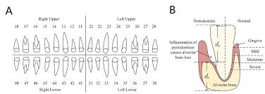 But negative angles travel in a clockwise direction. A Fdi Numbering System It Divides All Teeth Into Four Quadrants Where Download Scientific Diagram