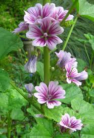 Kissing cousins to classic hollyhocks, french hollyhock has pale pink dimpled petals with showy violet tracery that bloom from. Pin On Flowers