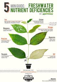 aquarium plant nutrient deficiency chart bedowntowndaytona com