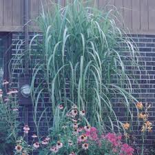 Miscanthus × giganteus, also known as the giant miscanthus, is a sterile hybrid of miscanthus sinensis and miscanthus sacchariflorus. Miscanthus X Giganteus From Nvk Nurseries