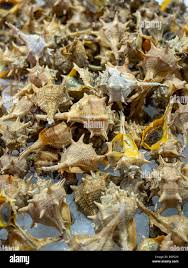 Image result for Micractis bojeri