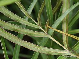 Image result for Pteris auquieri