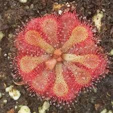 Image result for Drosera burkeana