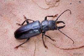 It is a great tree to use in the garden, but it does get big, so it's important to all enough room for it to grow. Palo Verde Beetle Beetle Art Beetles Insect Giant Beetle