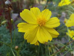 Pin By Kumar Manish Chaubey On Plants Fruits Flowers Fruit Flowers Plants Flowers