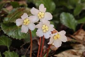 Image result for Hydrolea brevistyla