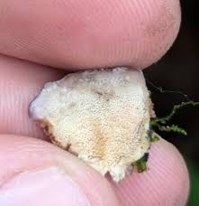 Image result for Trichaptum biforme