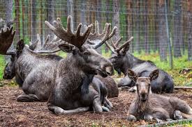 The Antler And Breeding Cycle Featuring Moose - Yukon Wildlife Preserve