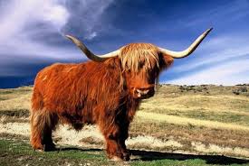 Include (or exclude) self posts. çˆ†ç´…è˜‡æ ¼è˜­é«˜åœ°ç‰›å¯¶å¯¶çŸ­è…³æ¯›é¬™é¬™è¶…å¯æ„› Ourpetpet