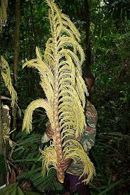 Image result for Raphia rostrata