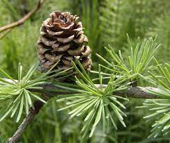 The Gymnosperm Database