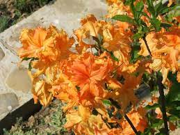 Maybe you would like to learn more about one of these? Azalee Mollis Orange Plantes Exterieures