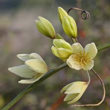 We did not find results for: File Clematis Afoliata Jpg Wikimedia Commons