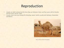 But what do camels eat? The Camel Sarah Kutchko Flickr Kristof Acke Scientific Name Common Name Camel Scientific Name Camelus Dromedarius One Humped Camel Of The Hot Deserts Ppt Download