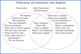 Plants & animal cell venn diagram other contents: What Is A Cell Definition Types Of Cell Functions Diagrams
