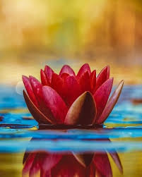 Image result for Denekia