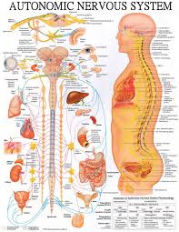 Nervous System Diagram Chiropractic Wellness Quotes