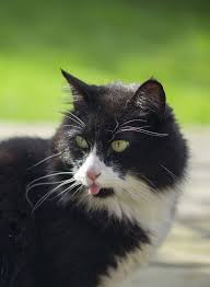 But when you do, it might be a sign that there is something wrong with your cat's respiratory system. Cat Panting Or Breathing Heavily Dyspnea Small Door Veterinary