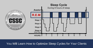 rem sleep cycle chart spencer institute coach