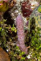 Image result for Nesaea erecta