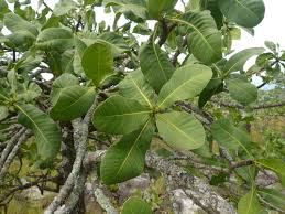 Image result for Garcinia pachyclada