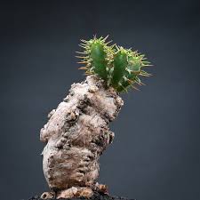 Image result for Euphorbia mlanjeana