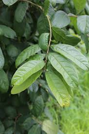 Image result for Schrebera trichoclada