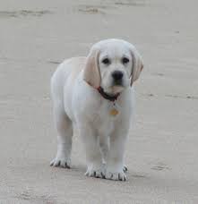 Pin By Shine Windy On Dogs And Puppies Labrador Retriever Puppies Labrador Breeders White Labrador