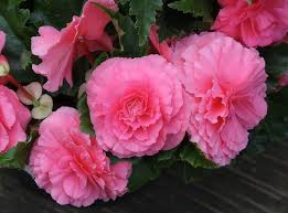 Pin On Flowers Take Time To Smell The Flowers