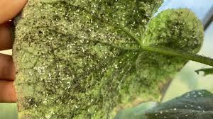 Image result for whitefly in cucumber