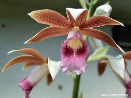 Image result for Phaius occidentalis